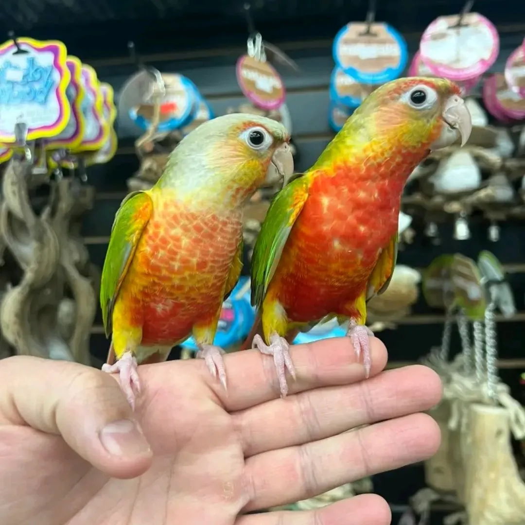 Pineapple Green-Cheek Conures | Colorful Pet Parrots