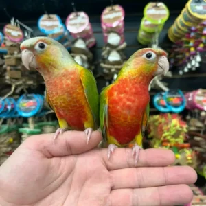 Pineapple Green-Cheek Conures | Colorful Pet Parrots