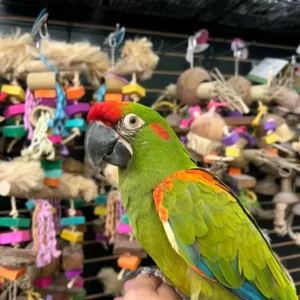 Military Macaws for Sale | Trusted Breeders