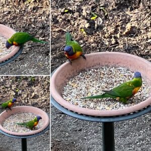 Beautiful Rainbow Lorikeets for Sale | Order Today