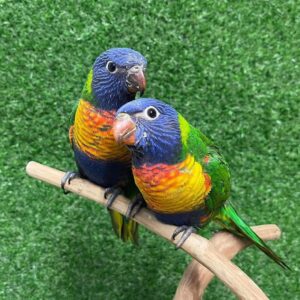 Beautiful Rainbow Lorikeets for Sale | Order Today