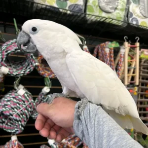 Umbrella Cockatoo | Friendly & Intelligent Parrots
