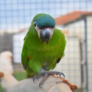 Adopt hahns macaw parrot
