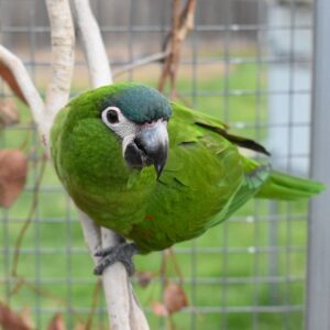 Adopt hahns macaw parrot
