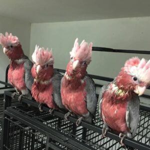 Galah Cockatoos for Sale | Friendly & Social Birds