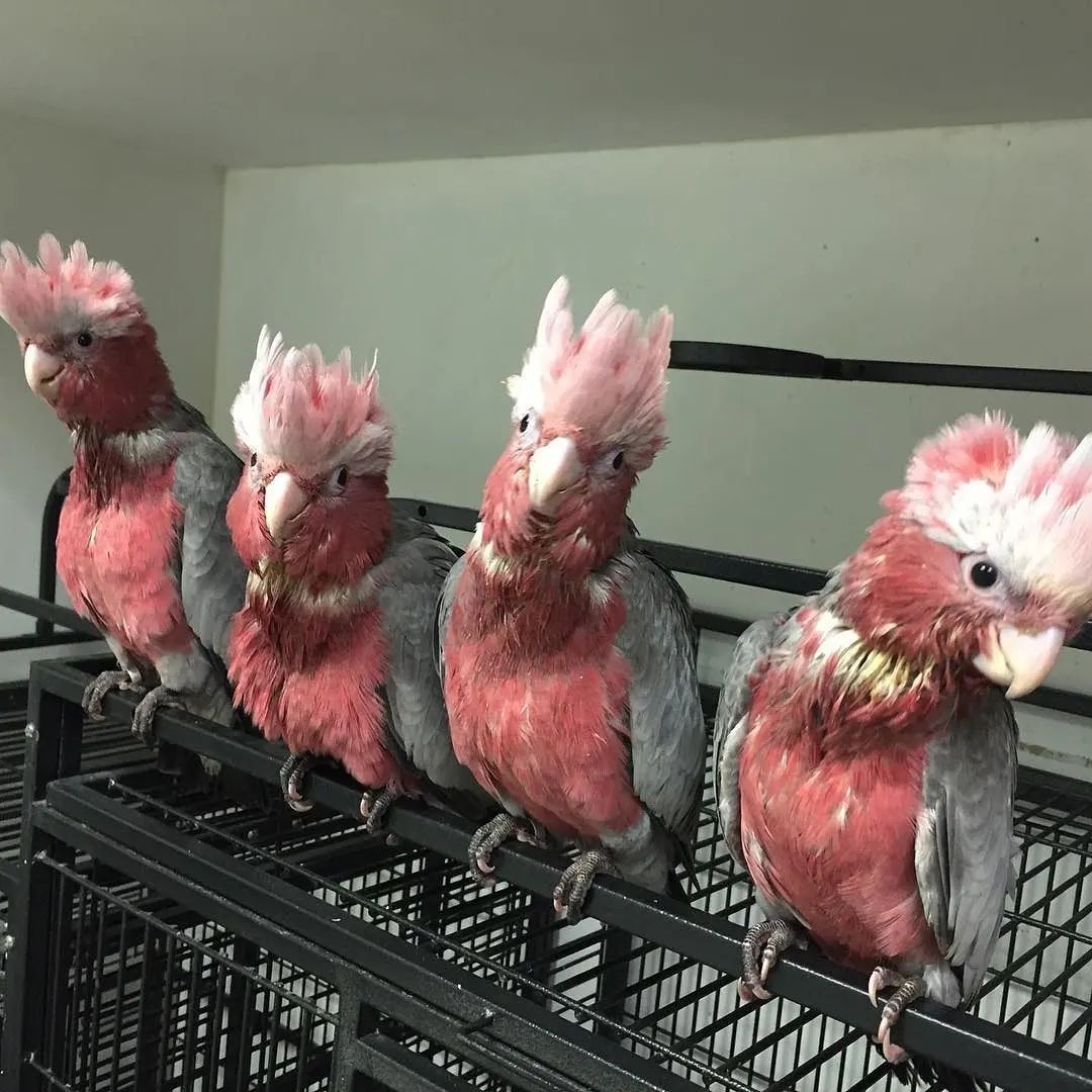 Galah Cockatoos for Sale | Friendly & Social Birds