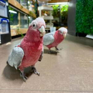 Galah Cockatoo Parrot for Sale | Healthy Birds