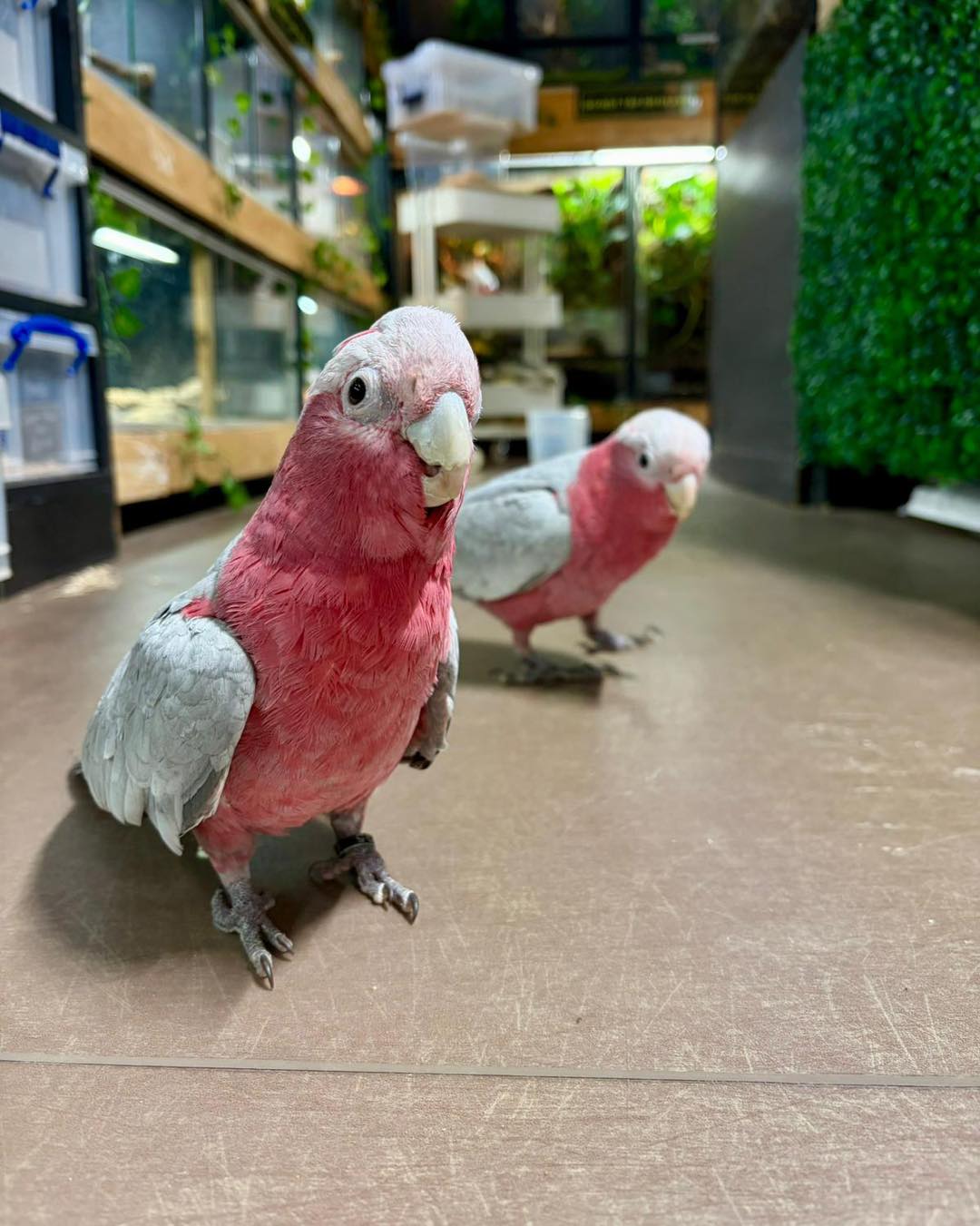 Galah Cockatoo Parrot for Sale | Healthy Birds