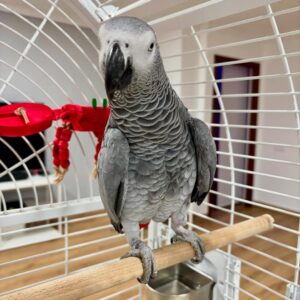 African Grey Parrot for Sale
