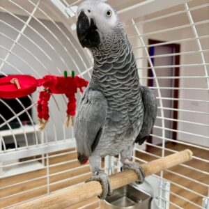 African Grey Parrot for Sale