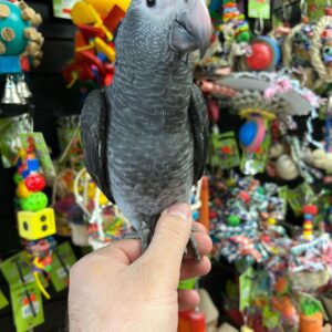 Congo & Timneh African Grey for Sale | Trusted Breeders & Adoption