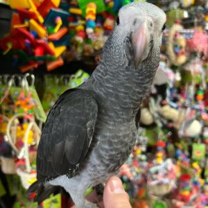 Congo & Timneh African Grey for Sale | Trusted Breeders & Adoption