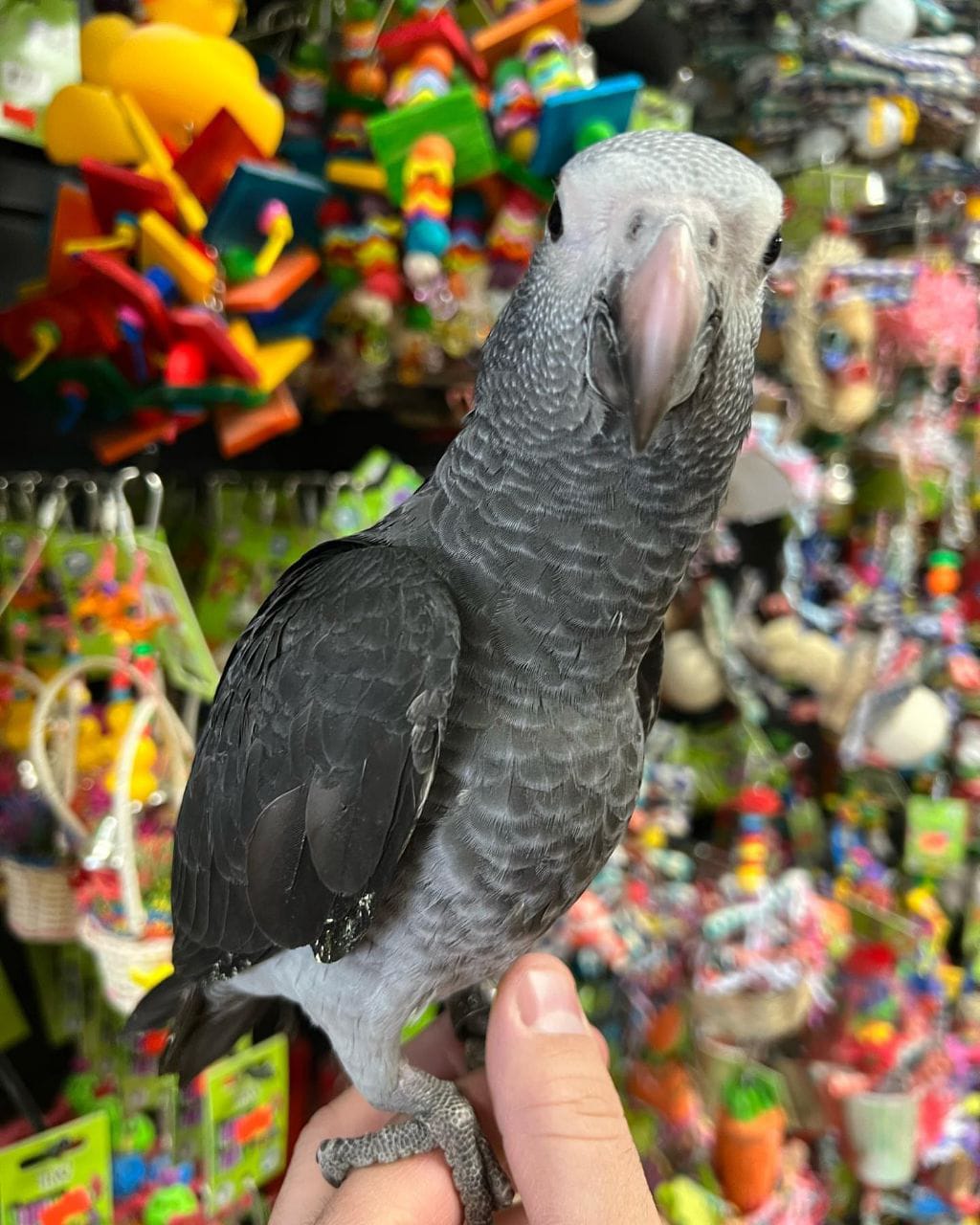 Congo & Timneh African Grey for Sale | Trusted Breeders & Adoption