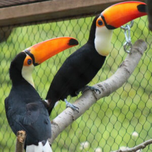 Toucan Parrot | Exotic & Colorful Pet Birds