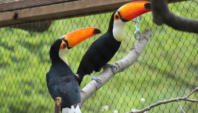 Toucan Parrot | Exotic & Colorful Pet Birds