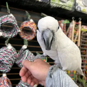 Umbrella Cockatoo | Friendly & Intelligent Parrots