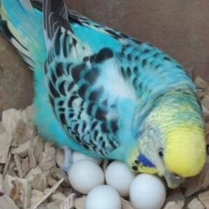 Budgie Eggs for Sale | Healthy & Fertile Parrot Eggs