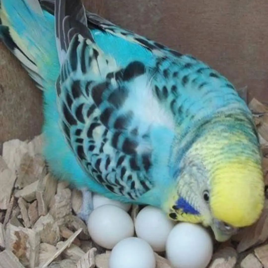Budgie Eggs for Sale | Healthy & Fertile Parrot Eggs