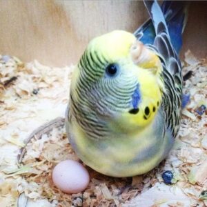 Budgie Eggs for Sale | Healthy & Fertile Parrot Eggs