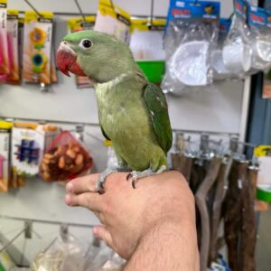 Alexandrine Parakeets | Intelligent & Social Birds