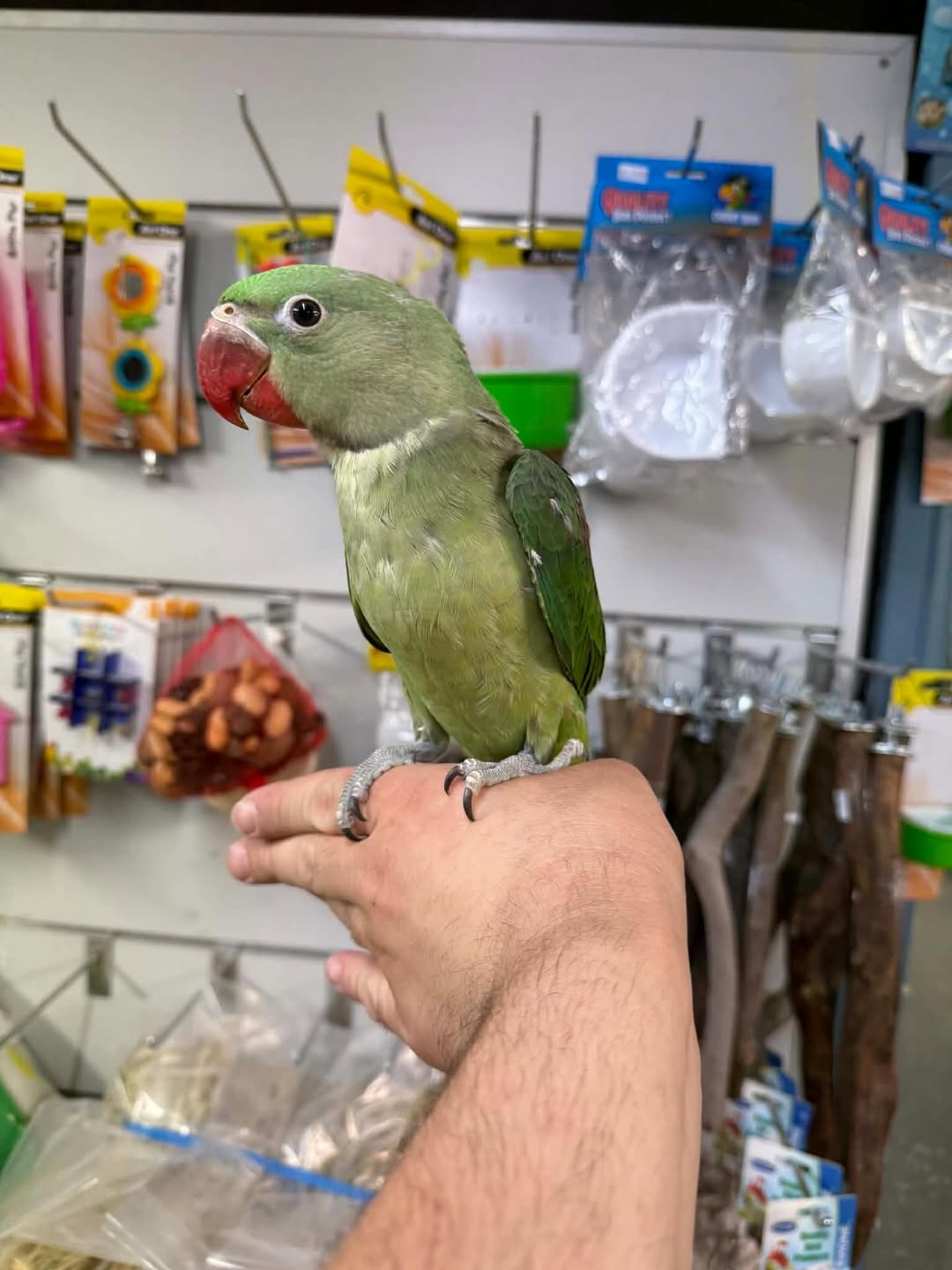 Alexandrine Parakeets | Intelligent & Social Birds