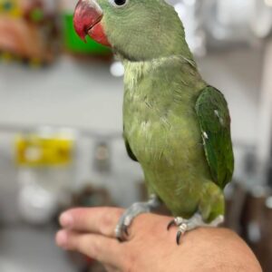 Alexandrine Parakeets | Intelligent & Social Birds