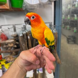 Sun Conure For Sale