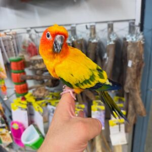 Sun Conure For Sale