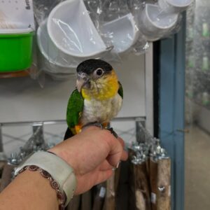 Caique Parrots for Sale | Healthy Exotic Birds