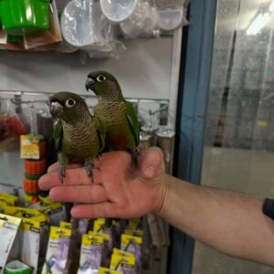 Green Cheek Conure Parrots | Small & Social Birds