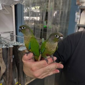 Green Cheek Conure Parrots | Small & Social Birds