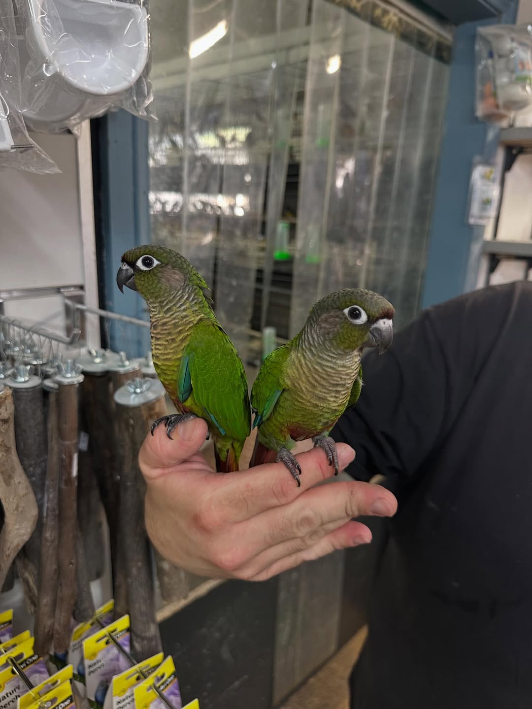 Green Cheek Conure Parrots | Small & Social Birds