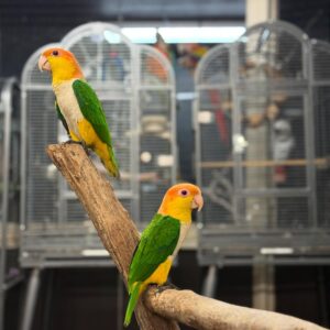 Buy Caique Parrots | Friendly & Energetic Pets