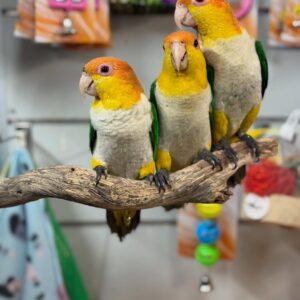 Buy Caique Parrots | Friendly & Energetic Pets