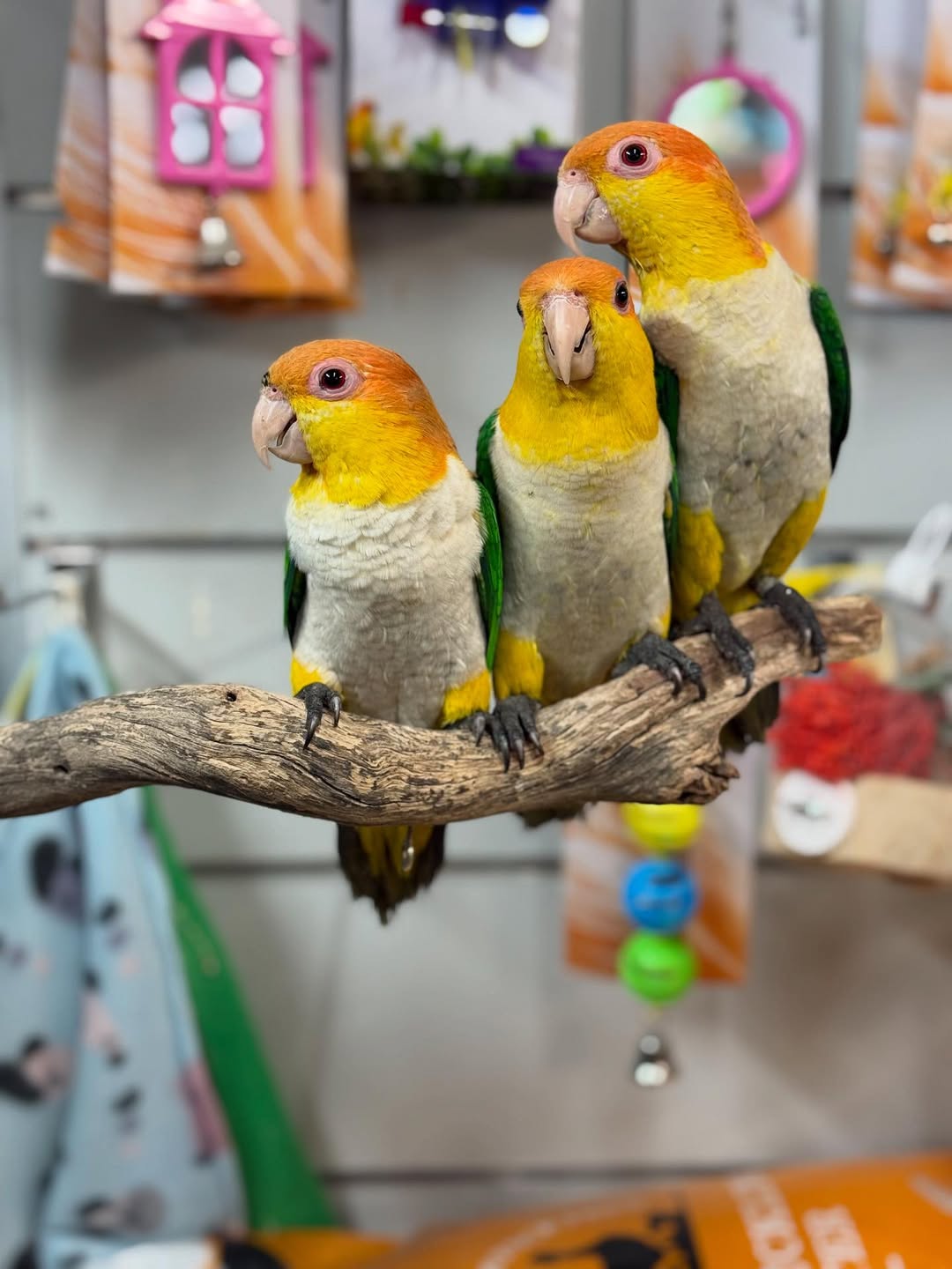 Buy Caique Parrots | Friendly & Energetic Pets