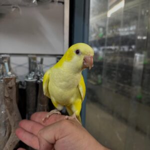 Quaker Parrot for Sale | Trusted Breeders