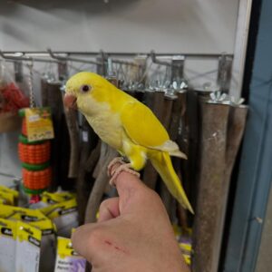 Quaker Parrot for Sale | Trusted Breeders