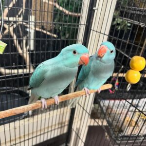 Indian Ringneck Parakeets | Friendly Pet Birds