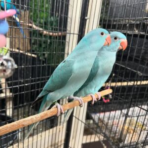 Indian Ringneck Parakeets | Friendly Pet Birds