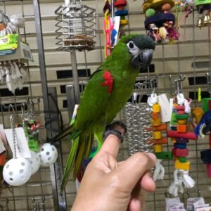 Hahn’s Macaw for Sale | Trusted Breeders