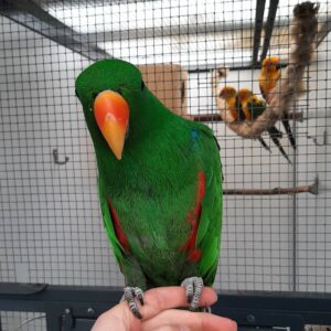 Buy Solomon Island Eclectus | Trusted Breeders