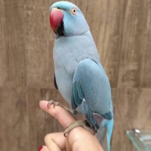 Indian Ringneck Parrots for Sale | Healthy Birds