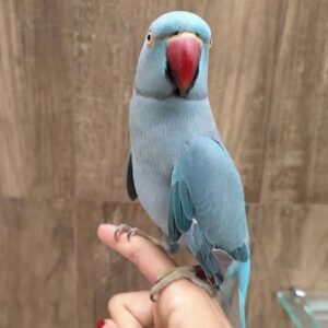 Indian Ringneck Parrots for Sale | Healthy Birds