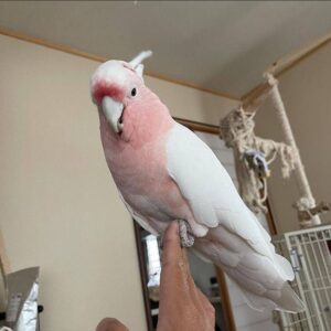 Galah Cockatoos Parrot For Sale