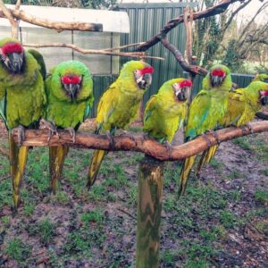 Buy Military Macaws | Friendly Exotic Parrots
