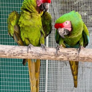 Buy Military Macaws | Friendly Exotic Parrots
