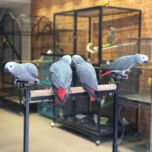 Buy African Grey Parrots | Intelligent Pet Birds
