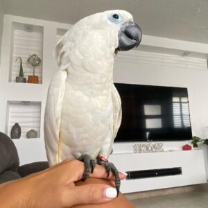 Umbrella Cockatoo for Sale | Hand-Raised Birds