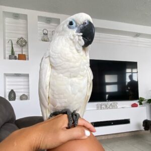 Umbrella Cockatoo for Sale | Hand-Raised Birds