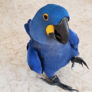 Beautiful Hyacinth Macaws for Sale | Order Today